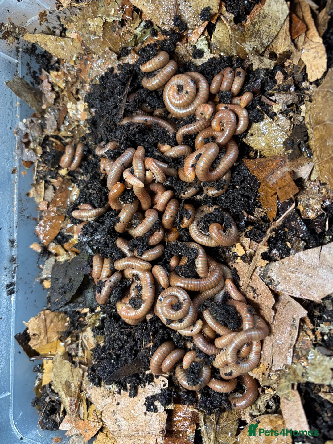 Millipedes invertebrates for sale: Burmese Beauty Millipedes in Dunstable - Advert 4