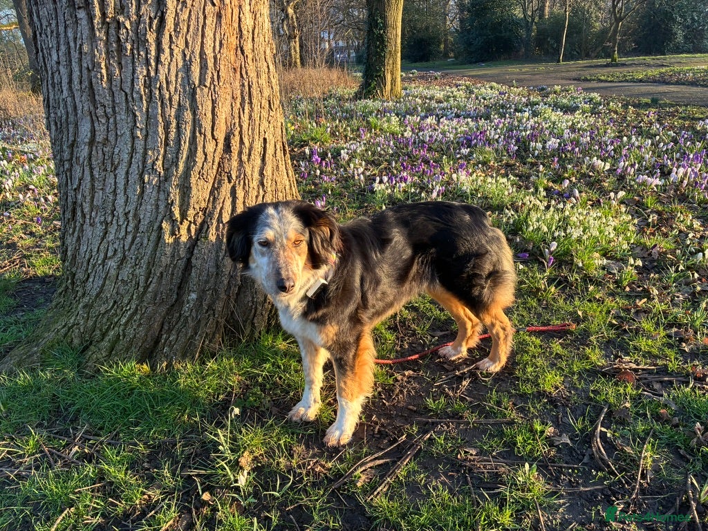 Mixed Breed dogs IRIS, a gentle dog of quiet nature - Advert 1