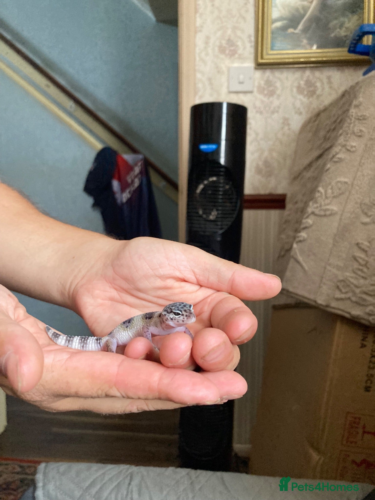 Gecko reptiles Lepard Geckos For Sale  - Advert 18