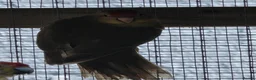 Mixed Breed birds for sale: Parakeets  in Chelmsford - Advert 11