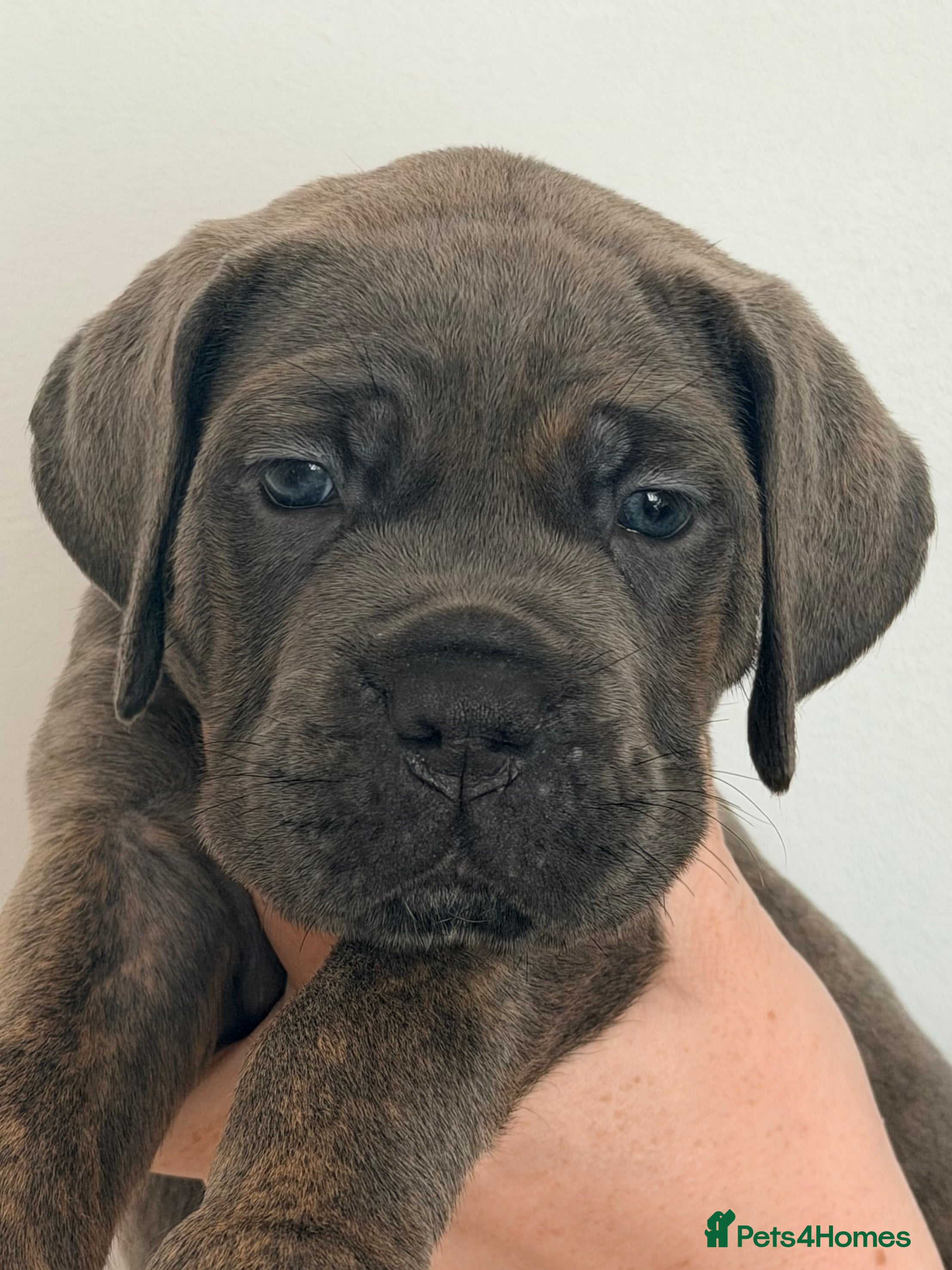 Cane Corso dogs Exceptional pedigree puppies- 3 females - Advert 1