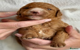 Mixed Breed dogs for sale: Health Tested miniature Goldendoodles  - Image 24