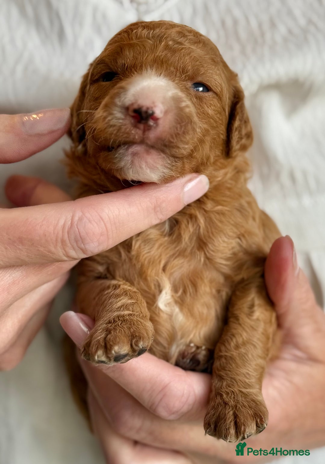 Mixed Breed dogs for sale: Health Tested miniature Goldendoodles  - Image 24