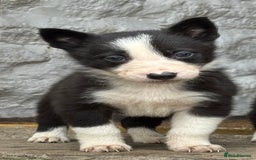 Border Collie dogs for sale: 3 gorgeous border collie puppies  - Image 6