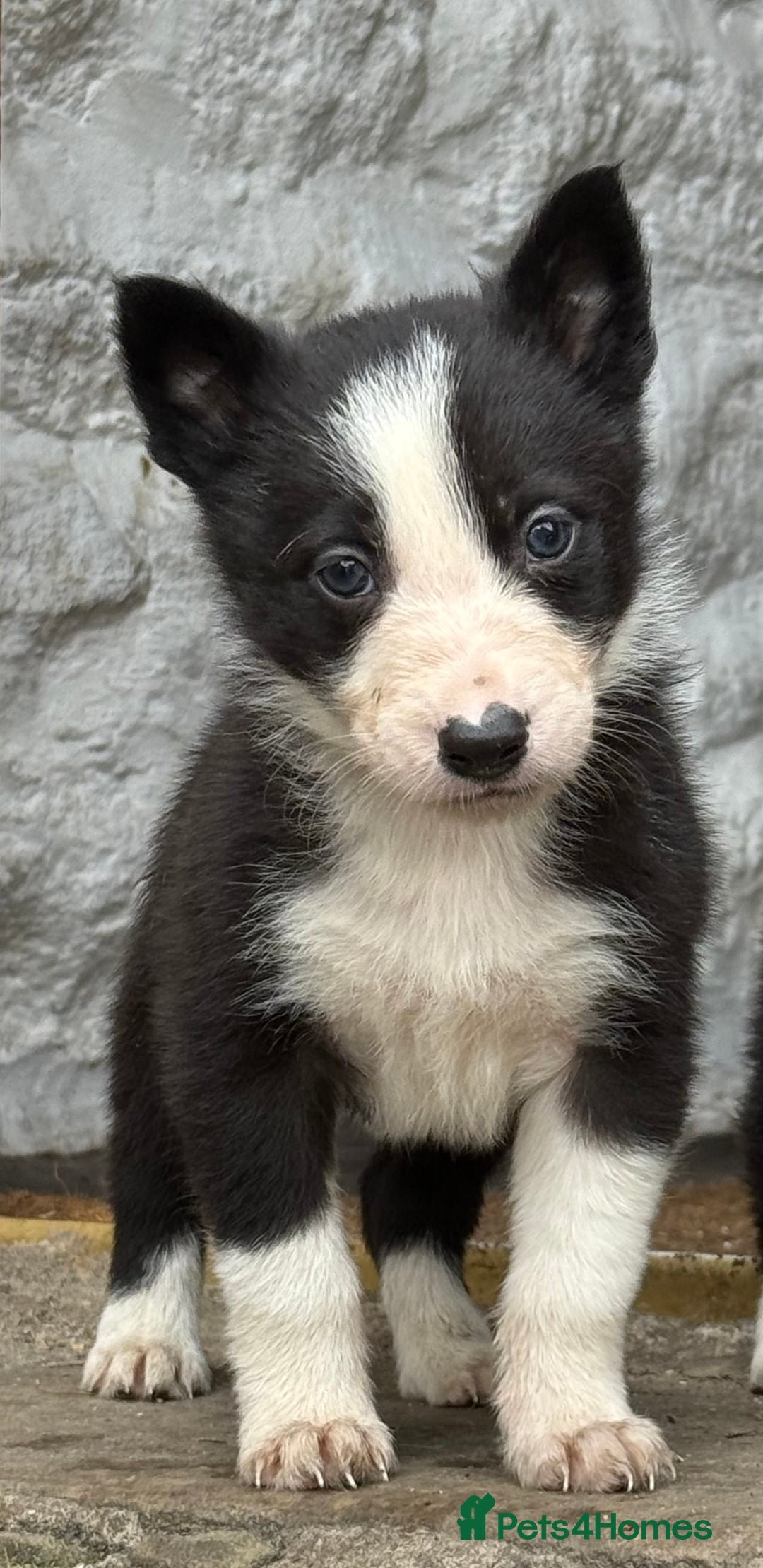 Border Collie dogs for sale: 3 gorgeous border collie puppies  - Image 6