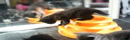 Mixed Breed cats for sale: Beautiful Black Female Kitten - Advert 5