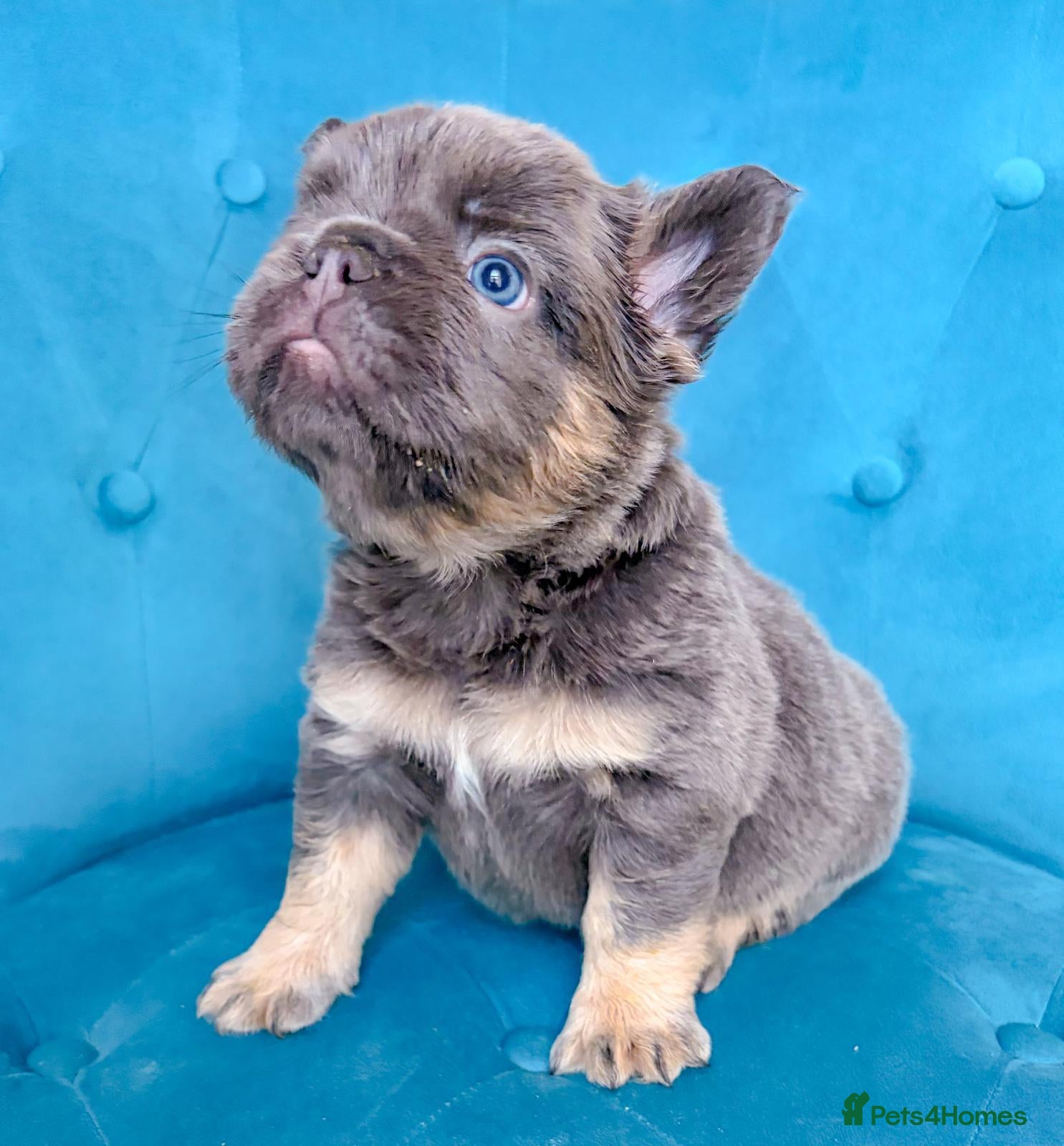 French Bulldog dogs for sale: 🐻READY NOW Lilac🐻 - Advert 1