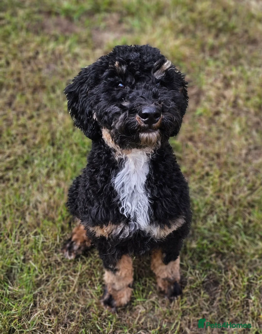 Cockapoo dogs for stud: Miniature Poodle KC Registered  - Advert 4