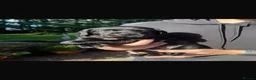 Labrador Retriever dogs for sale: 🐾 KC REGISTERED LABRADOR PUPPIES FOR SALE 🐾 - Advert 6