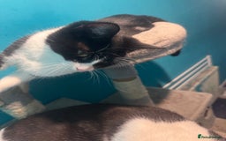Mixed Breed cats for sale: Bobbie  - Image 4