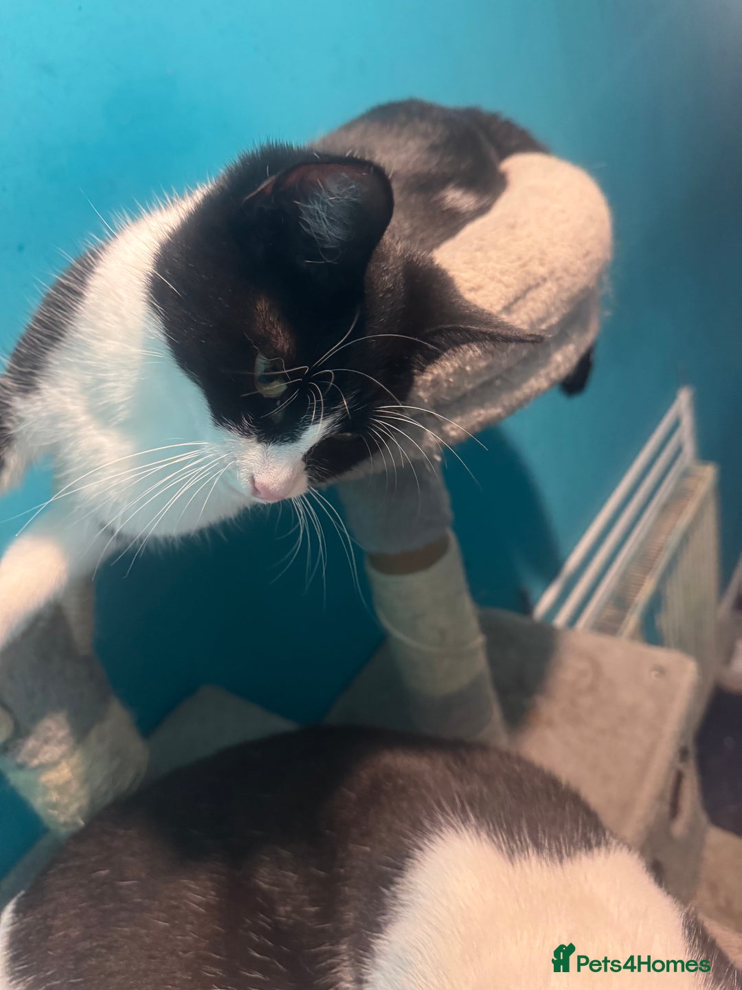 Mixed Breed cats for sale: Bobbie  - Image 4