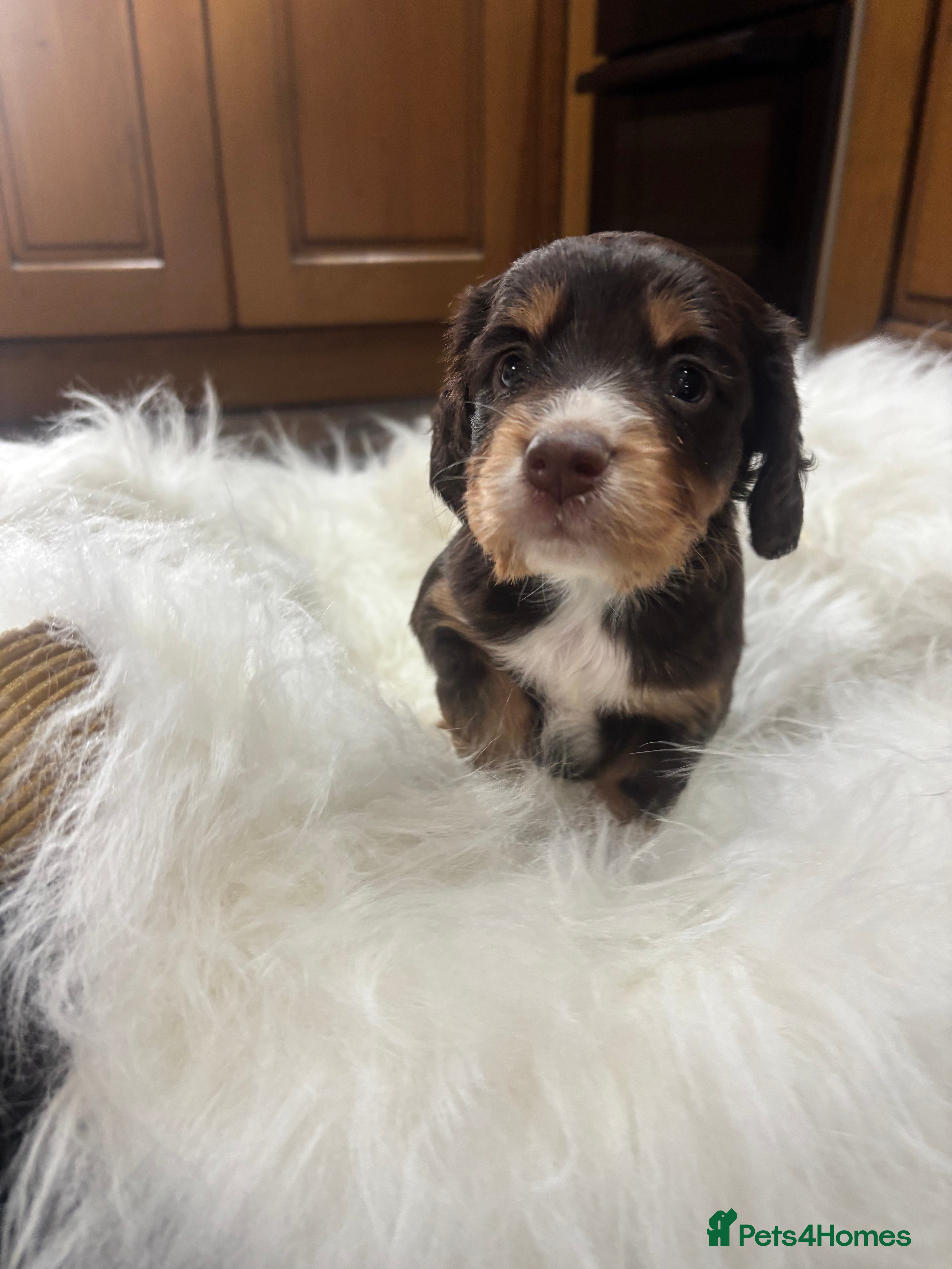 Cocker Spaniel dogs FIRST CLASS AMAZING PUPS  - Advert 2