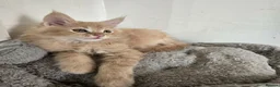 Maine Coon cats for sale: Full Mainecoon beautiful kittens  - Advert 11