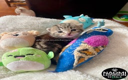 Bengal cats for sale: ⭐️ BENGAL KITTEN FOR SALE! ⭐️ 🩷❤️🧡💛💚🩵💙💜 - Image 11