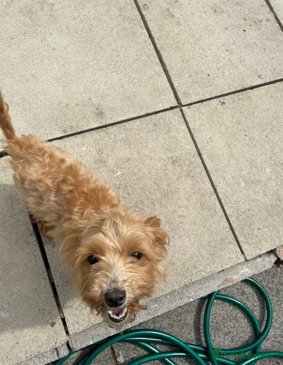 Maltipoo dogs for sale: Lovely brown Maltipoo - Advert 2
