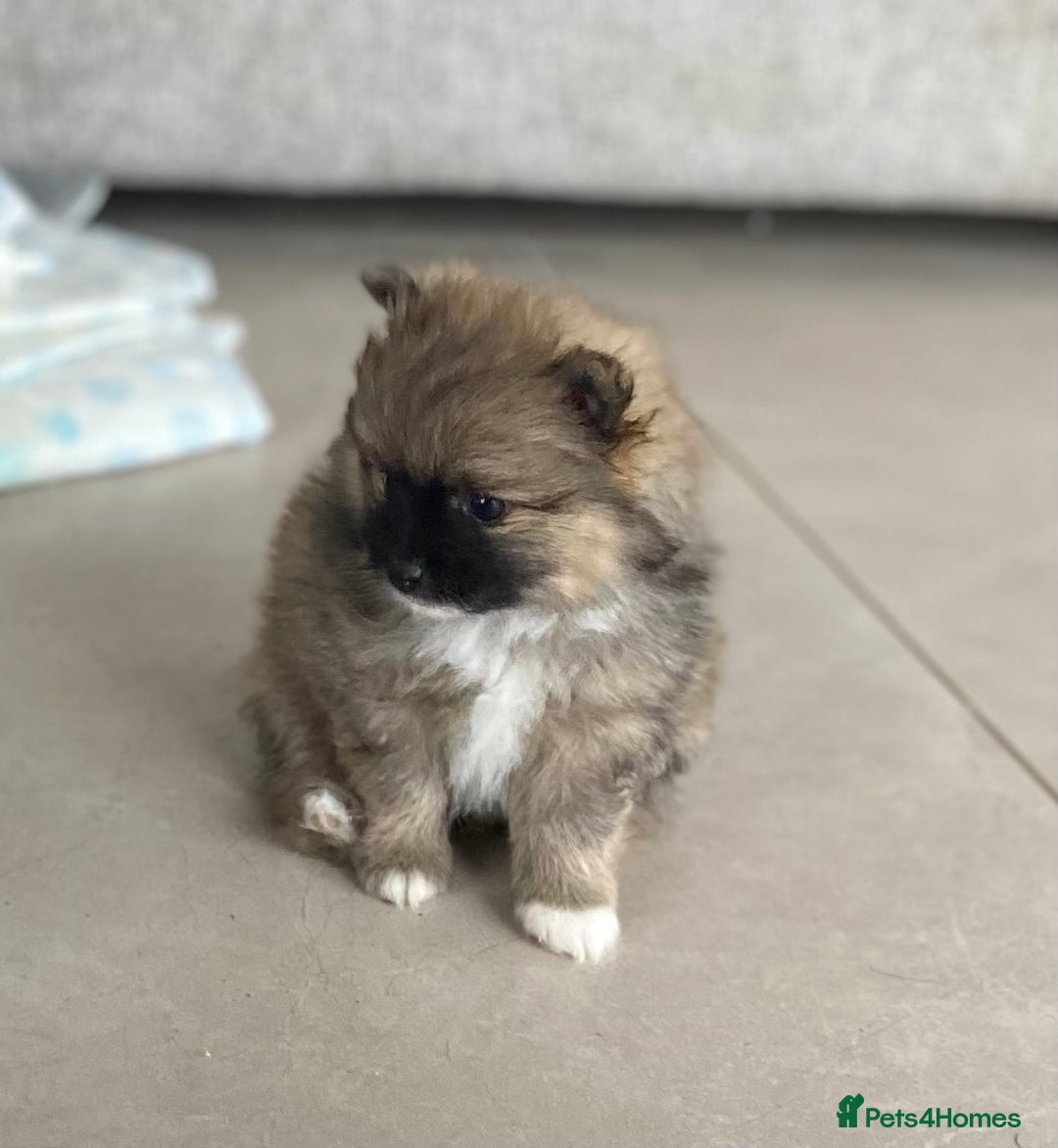 Pomeranian dogs for sale: Beautiful Pomeranian puppies  - Advert 3