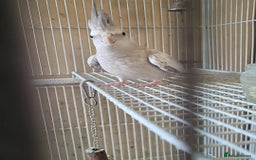 Cockatiels birds for sale: Pair of Cockatiels  - Advert 4