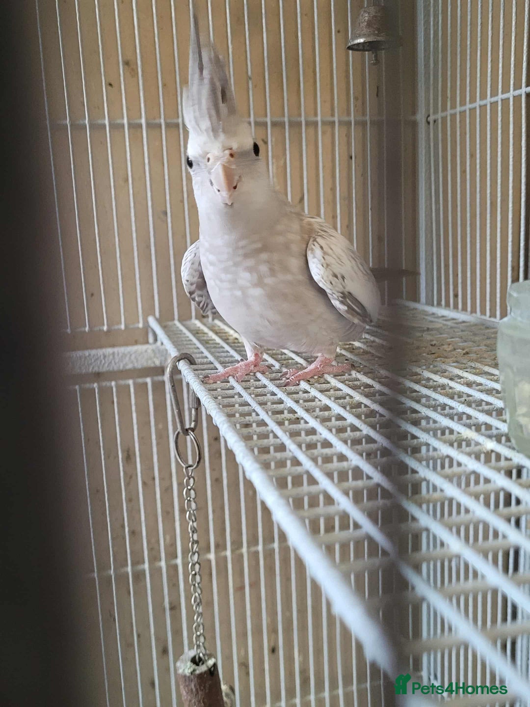 Cockatiels birds for sale: Pair of Cockatiels  - Advert 4