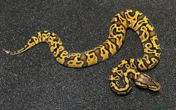 Python Snake reptiles for sale: Royal pythons  - Image 33