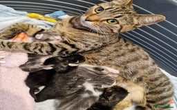 Mixed Breed cats for sale: Mixed Bengal Kittens Long Haired - Image 8