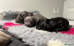 Miniature Dachshund dogs for sale: Stunning miniature dachshunds - Image 4