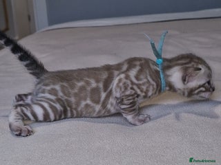 Bengal cats - Advert 12