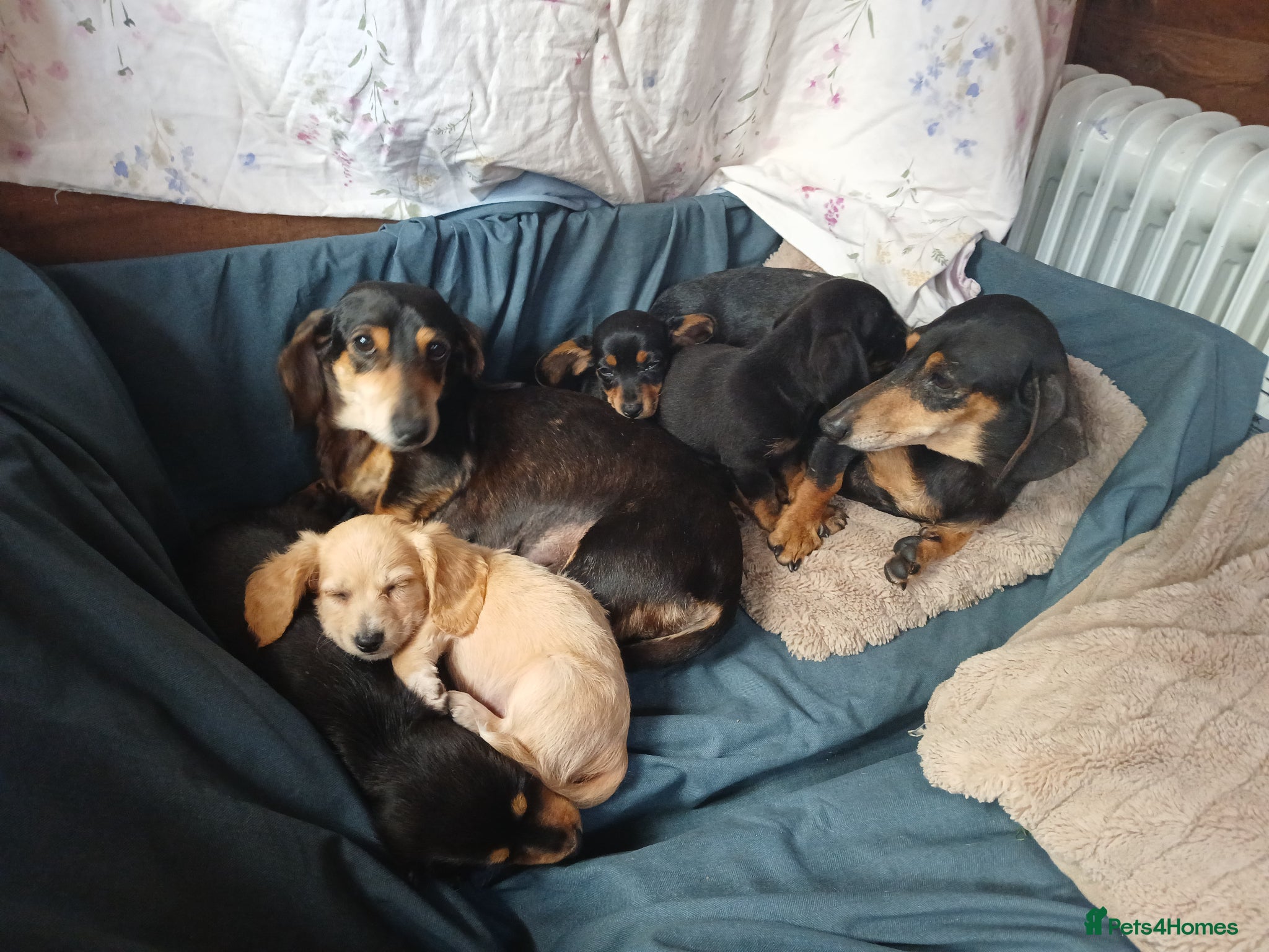 Dachshund dogs for sale: Daschounds LONG AND SHORT HAIRED  - Advert 7