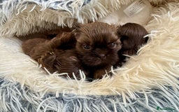 Shih Tzu dogs for sale: KC reg, 2 left! Potential blondes in Tamworth - Image 16