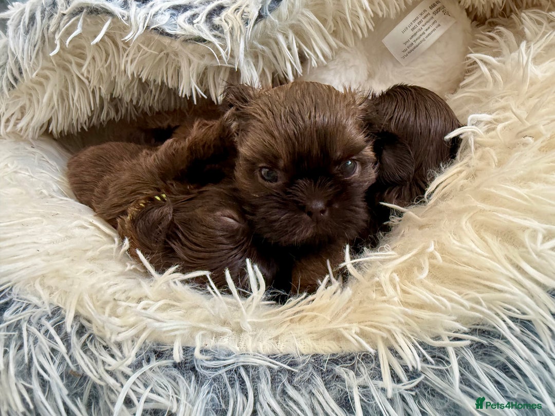 Shih Tzu dogs for sale: KC reg, 2 left! Potential blondes in Tamworth - Image 16