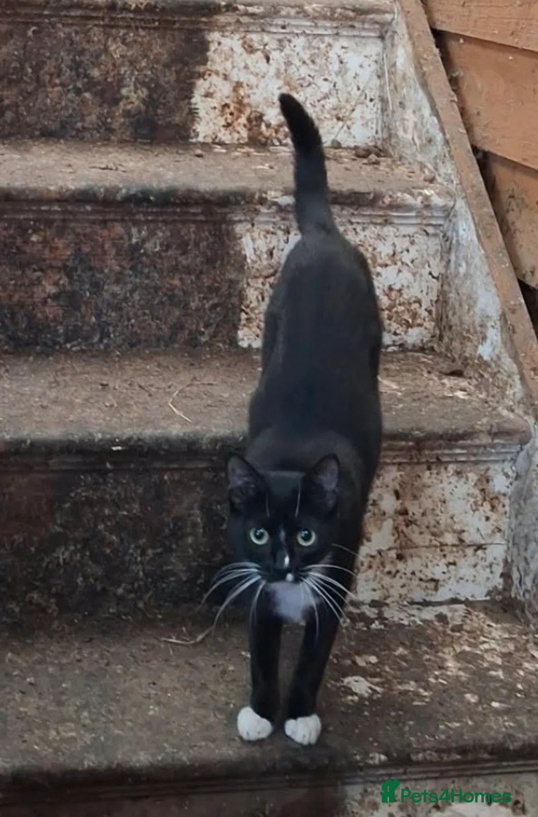 Mixed Breed cats for sale: 5 Male Farm Kittens in Sidmouth - Advert 2