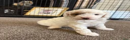 Cavapoo dogs for sale: Gorgeous little girl Cavapoo Puppy - Advert 3
