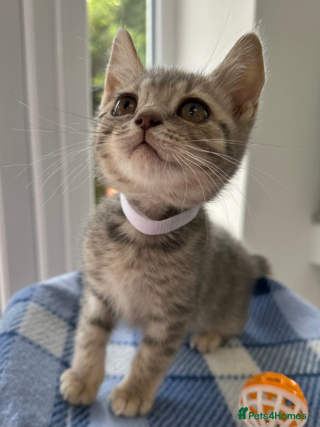 British Shorthair cats for sale: Purebred British Shorthair Grey Stripe Kittens - Image 23