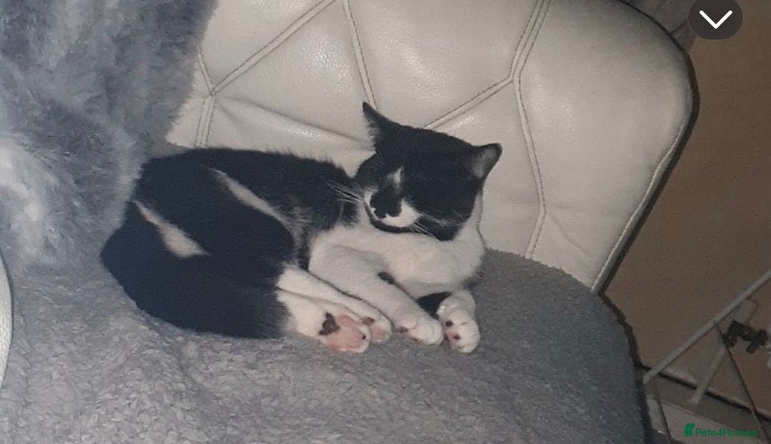 American Shorthair cats for sale: 2 beautiful Boy Cats (brothers) - Advert 5