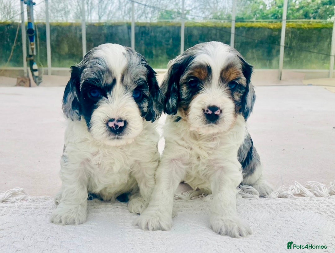Cavapoo dogs for sale: WAITING LIST NOW OPEN Extremely Rare Merle F1  - Advert 1