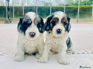 Cavapoo dogs WAITING LIST NOW OPEN Extremely Rare Merle F1 - Advert 2