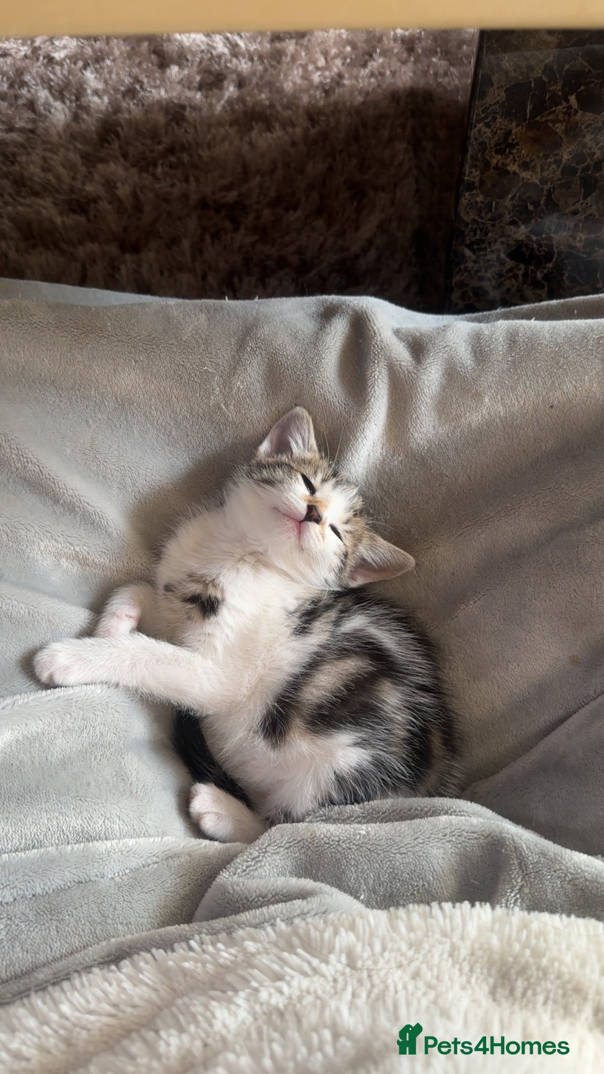 Mixed Breed cats Adorable tabby and white female kitten- ready now  - Advert 1