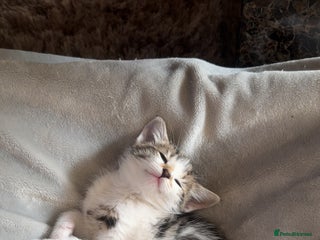 Mixed Breed cats Adorable tabby and white female kitten- ready now - Advert 1