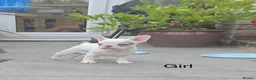 French Bulldog dogs for sale: Frenchie pups - Advert 5