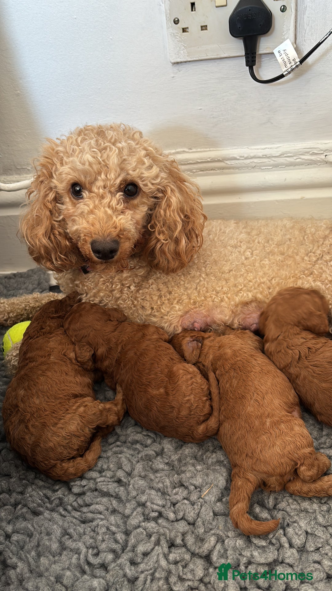 Mixed Breed dogs for sale: X1 beautiful red miniature left (boy)  - Image 10