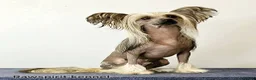 Chinese Crested dogs for sale: Powder puff boy and girl   - Advert 16