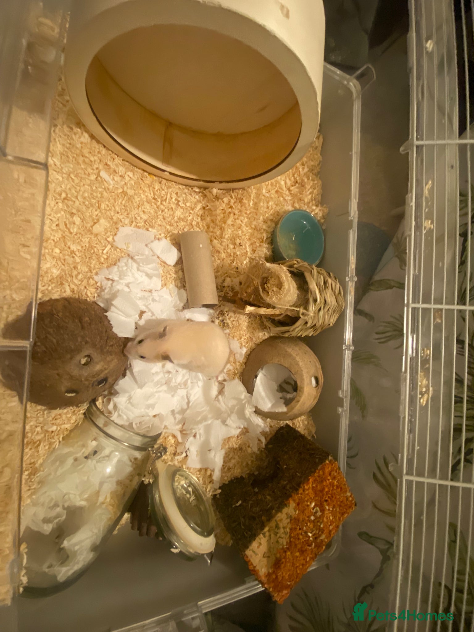 Hamster rodents for sale: Female Syrian Hamster Rehome in Great Yarmouth - Advert 5