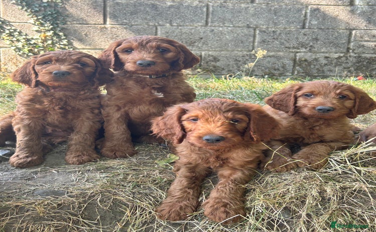 Irish Doodle dogs - Advert 3
