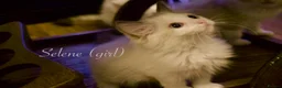 Ragdoll cats for sale: TICA championship Ragdoll Kittens  in London - Advert 7