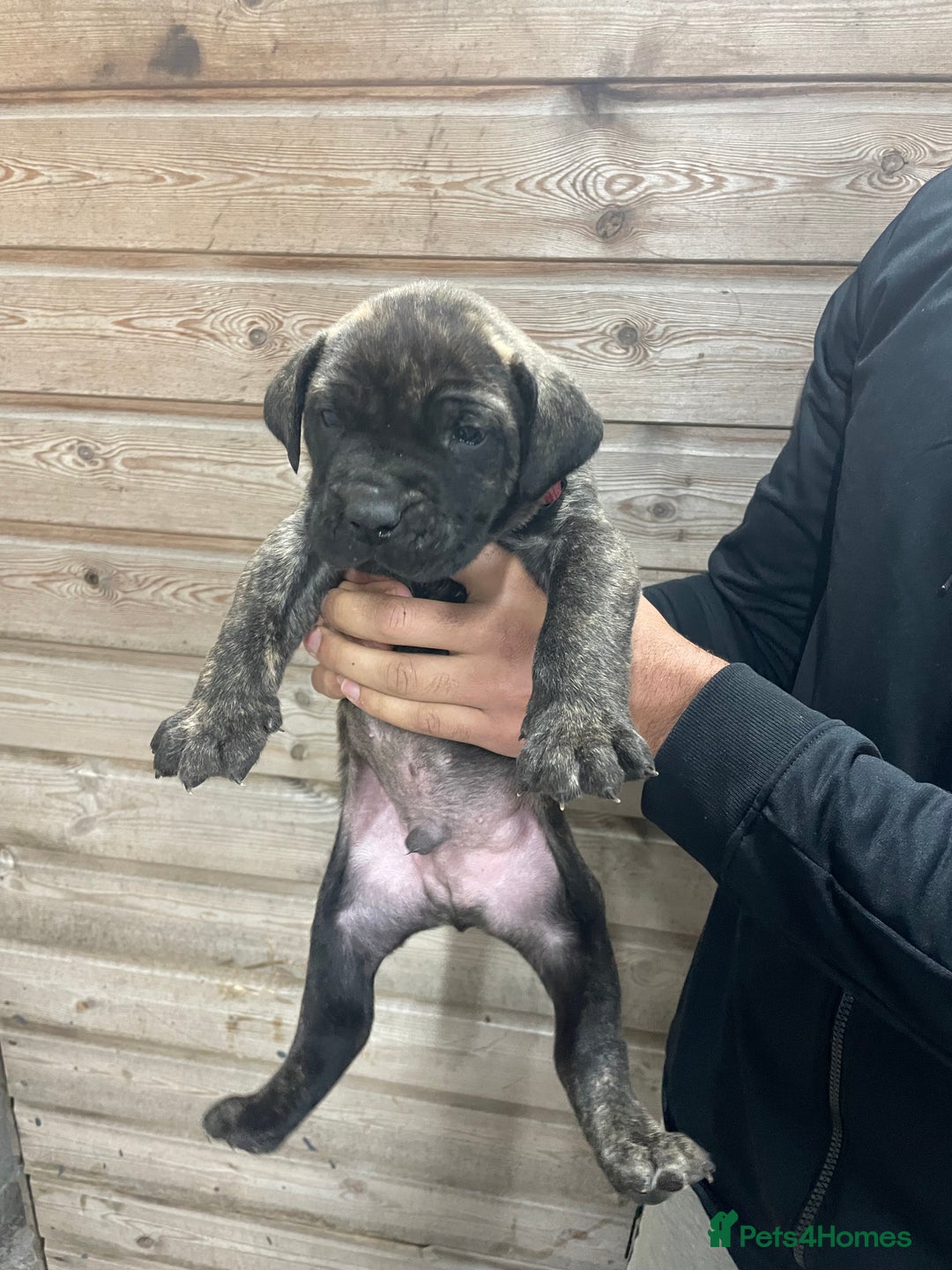 Presa Canario dogs for sale: Presa Canario Puppies Spanish x Serbian Imports - Advert 26