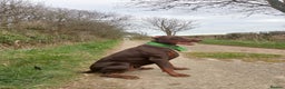 Dobermann dogs for sale: Dobermann puppies - Advert 20