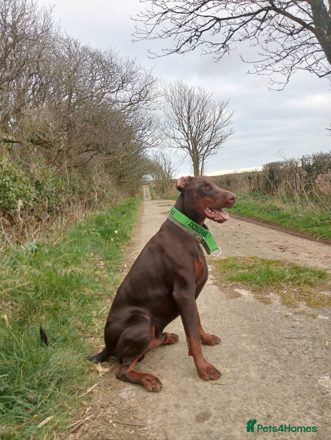 Dobermann dogs for sale: Dobermann puppies - Image 30