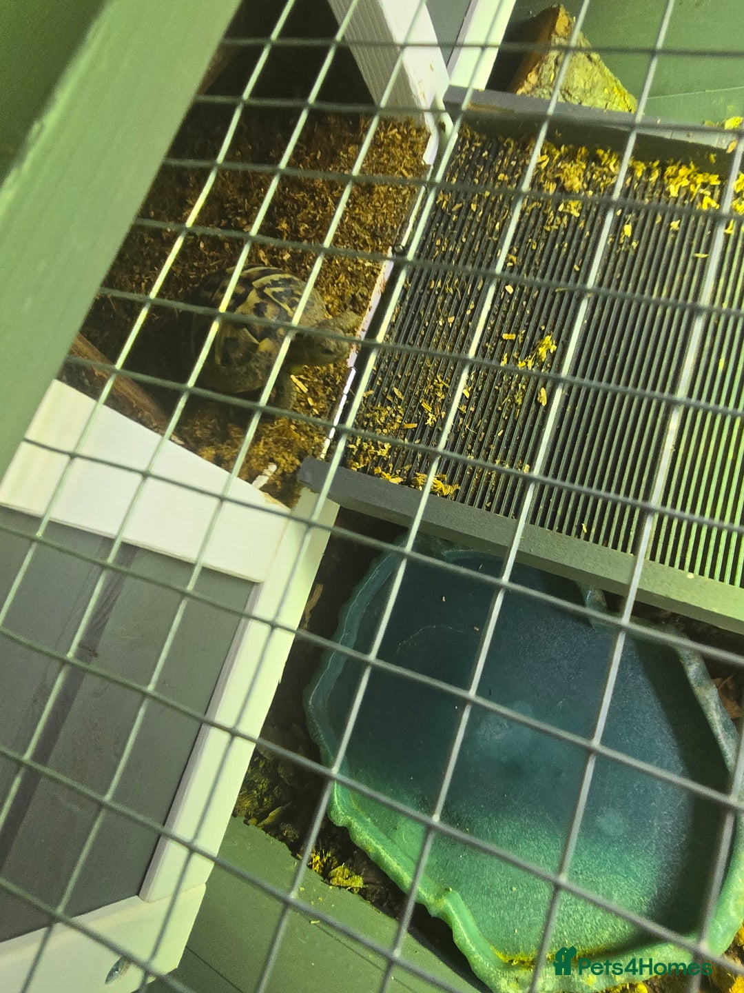 Hermann Tortoise reptiles for sale: 2 Yearling Western Hermann's Tortoises+full setup - Image 7
