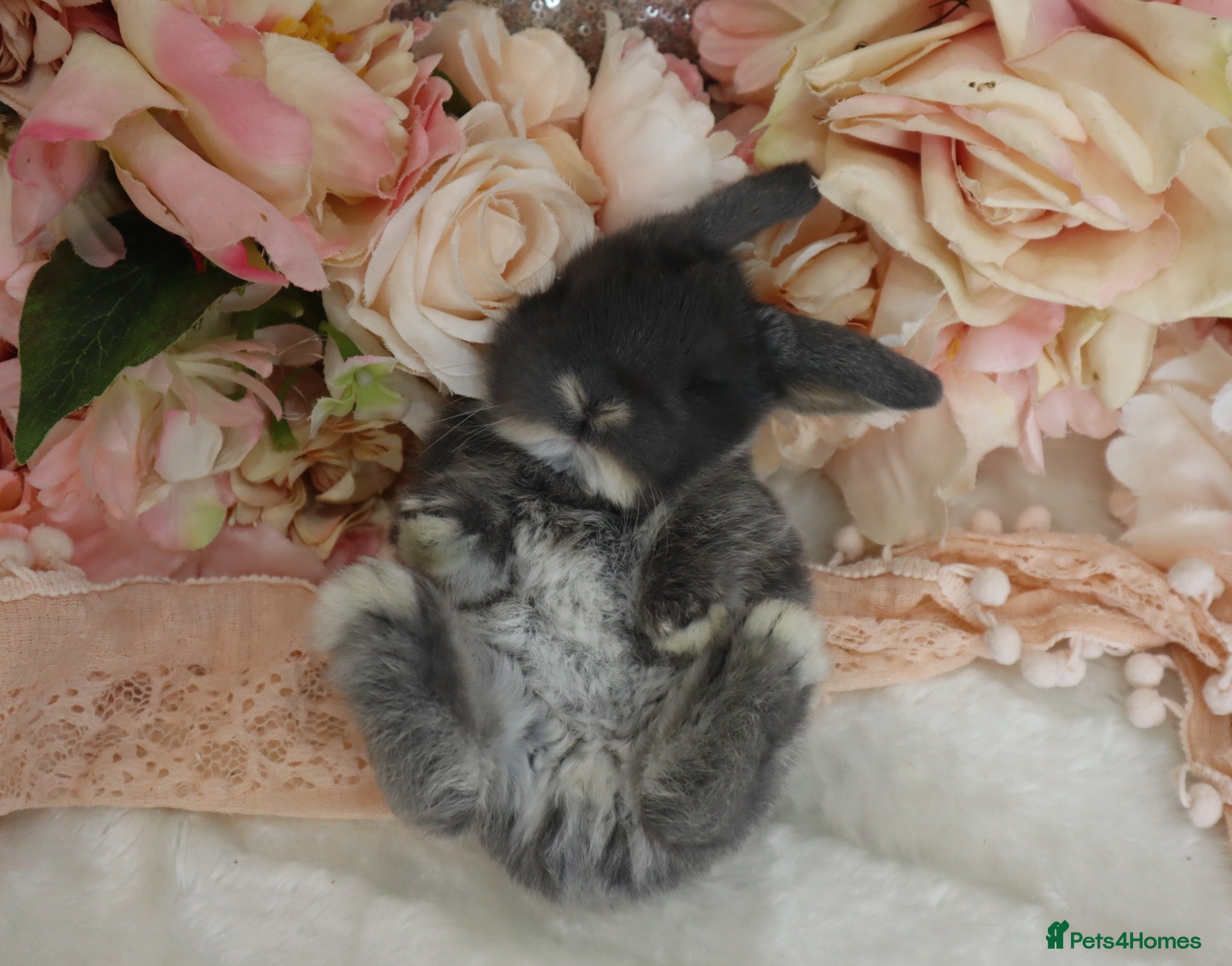 Mini Lop rabbits Cute Blue Mini Lop Babies  - Advert 2