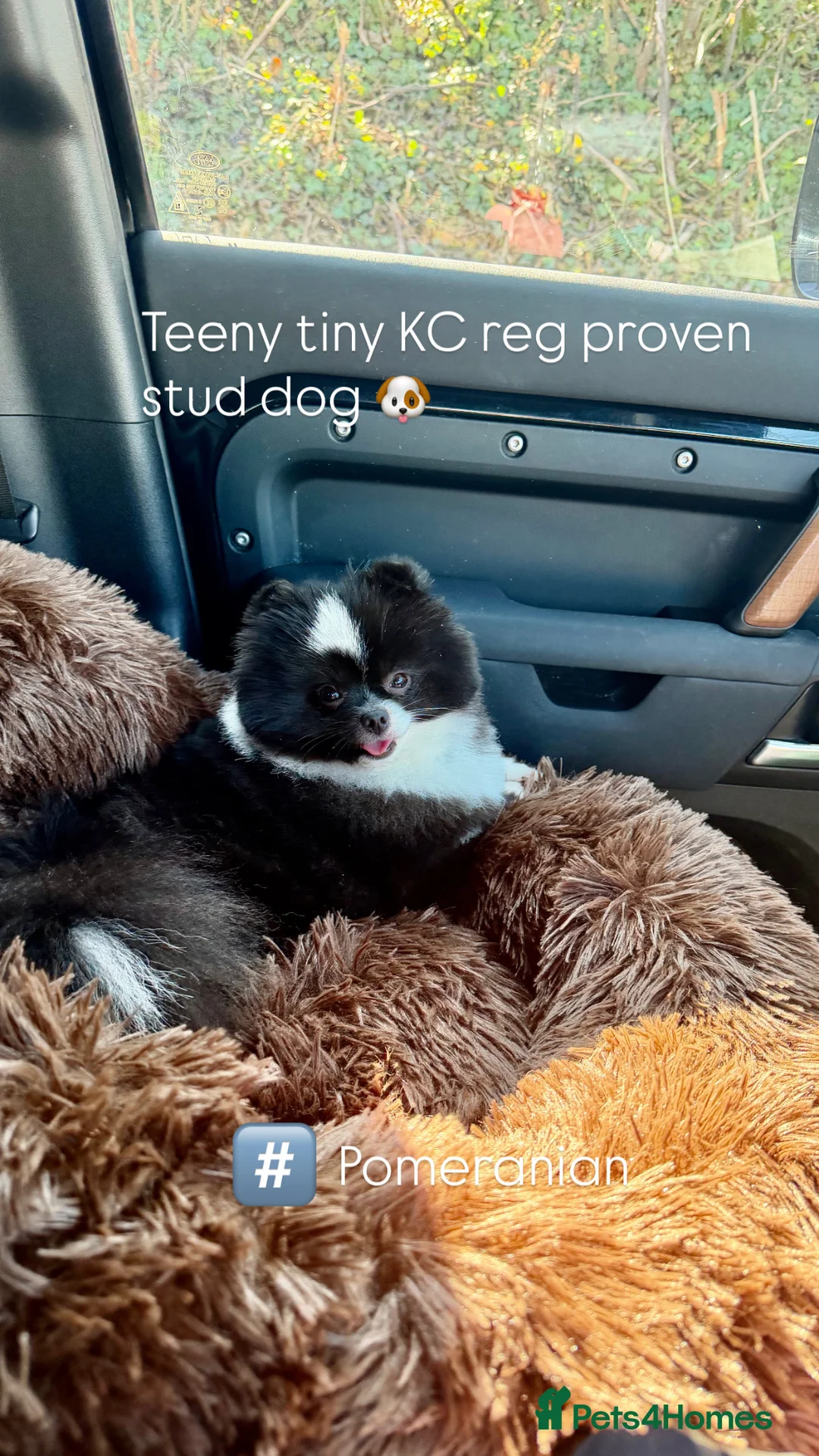 Pomeranian dogs for stud: Kc reg Pomeranian stud  - Advert 2