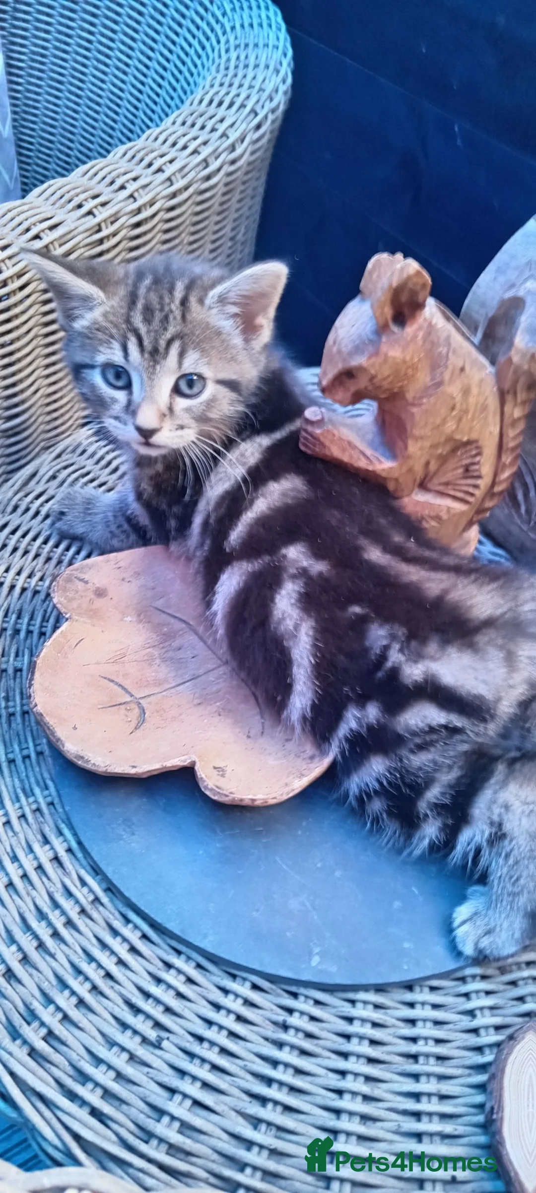 British Shorthair cats for sale: Female tabby cat in Newport - Advert 2